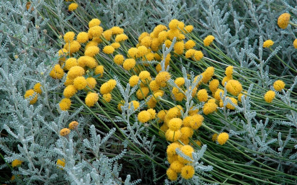 Un giardino senza giardiniere