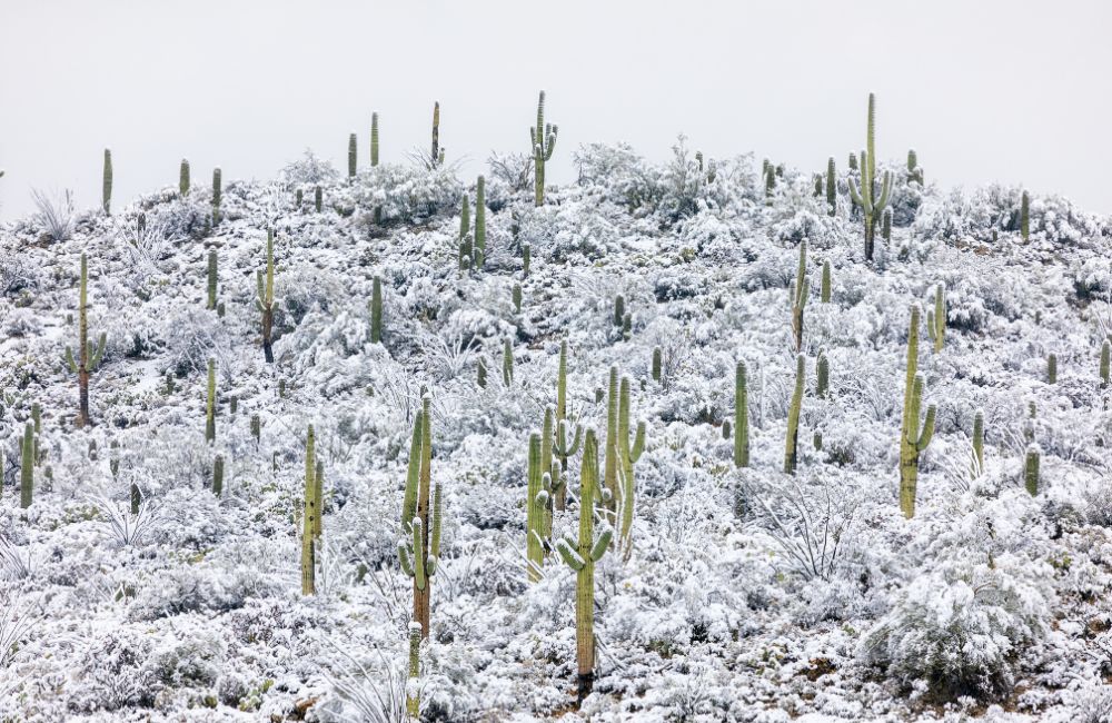 Il dolce inverno dei cactus